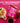 CUSA TEA & COFFEE Peach Green Tea