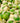 Vending Nut Co Wasabi Peas 1LB