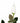 TEASPRESSA BLACK ROSE | LUXE ELIXIR 1oz