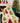 Thomas & Lee Colorful Christmas Trees Luxe Throw Blanket