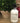 SIMPLIFIED LEMONGRASS HAND LOTION 8oz